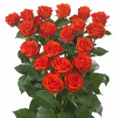 Breeding Spray Roses – Our Regular Spray Rose assortment