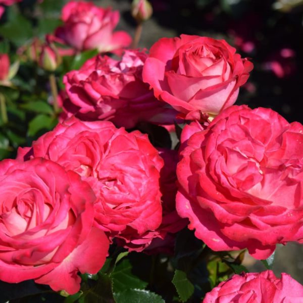 Holiday Island Corfu® - Interplant Roses