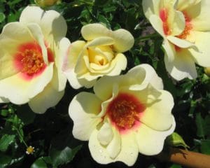 Interplant breeder garden roses