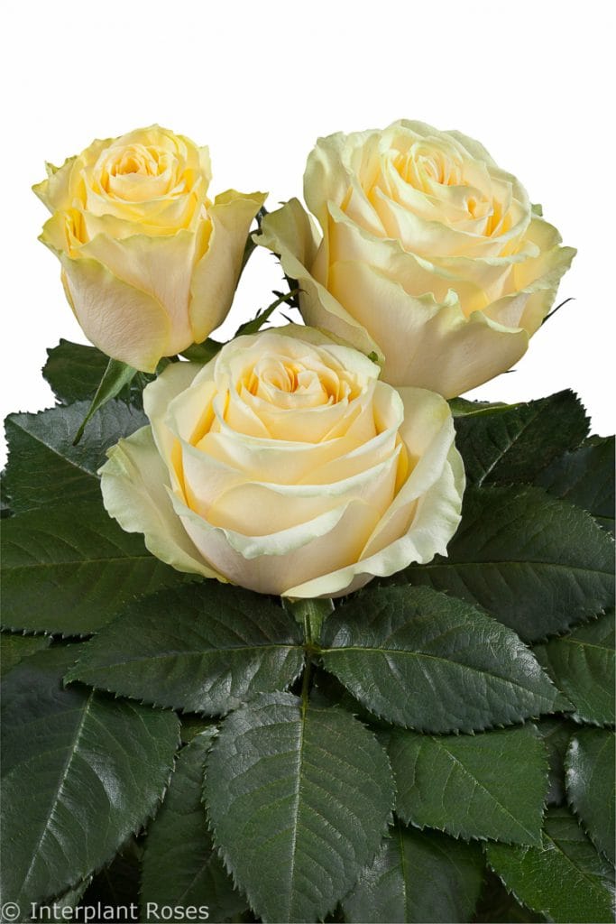 Limonetti® - Interplant Roses