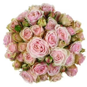 Malaya Bijoux® - Interplant Roses