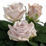 Menta® - Interplant Roses