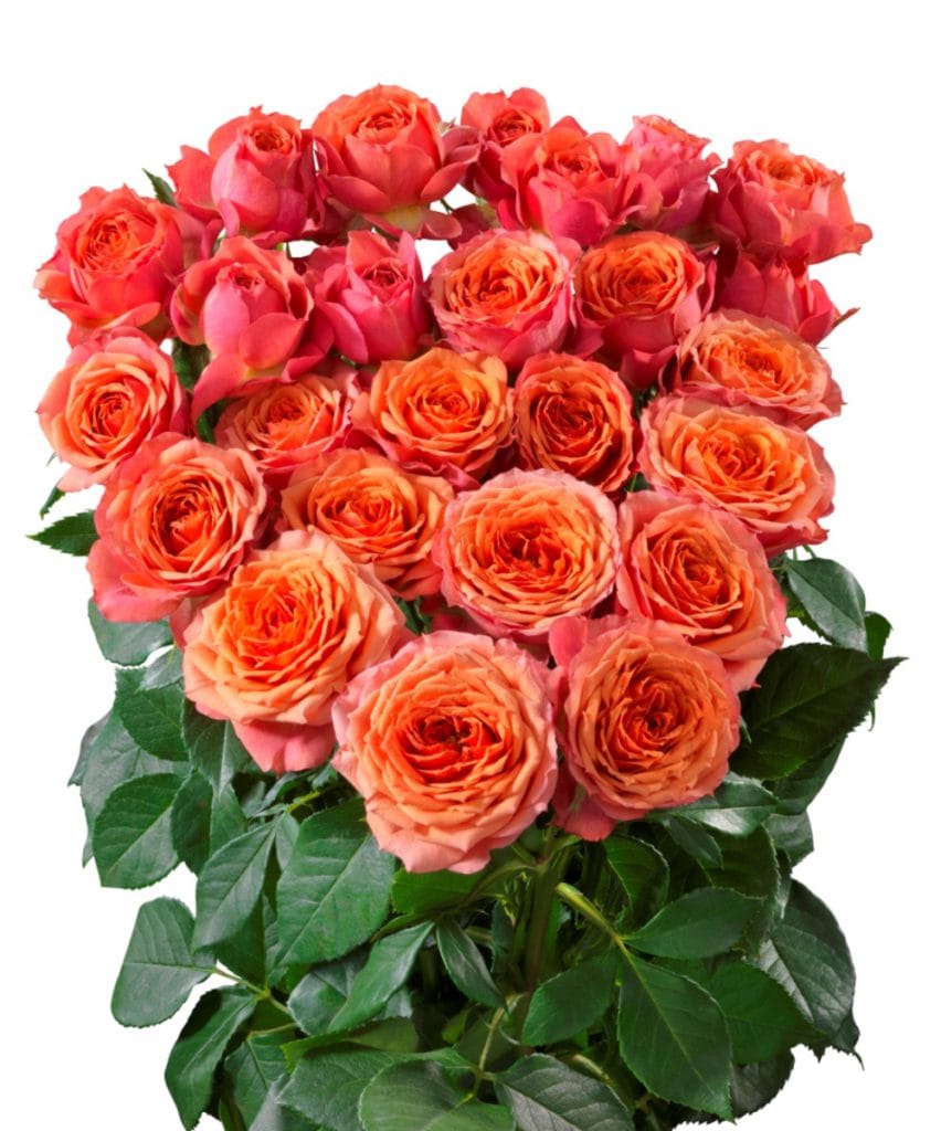 New Star® Interplant Roses