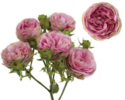 Pink Lace® - Interplant Roses