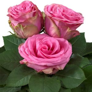 Icebreaker® - Interplant Roses