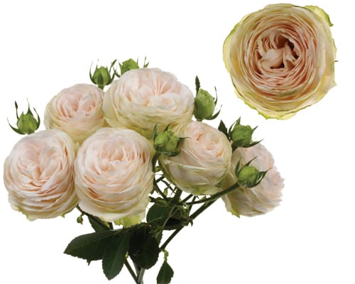 Porcelain Lace® - Interplant Roses