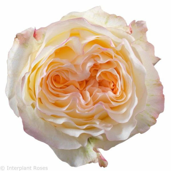 Stylist® - Interplant Roses