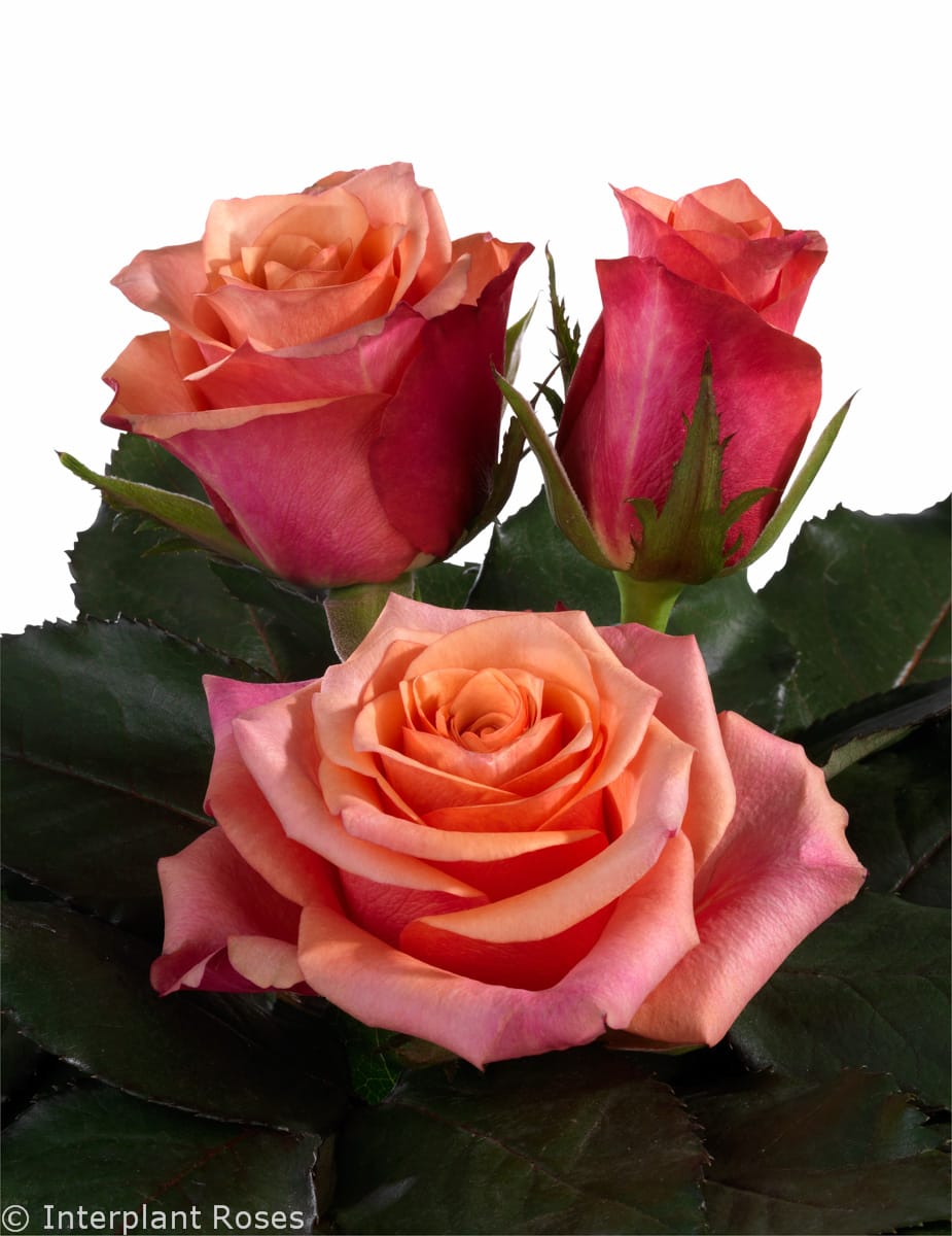 Сорт розы Lumia
