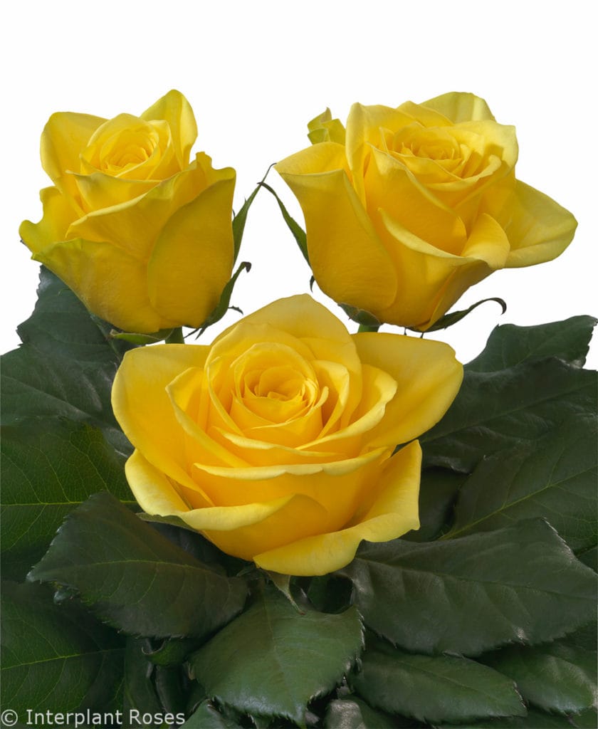 Yelloween® - Interplant Roses