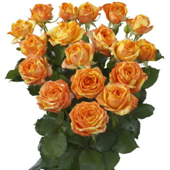 Interplant's Latest Spray Rose Varieties! - Interplant Roses