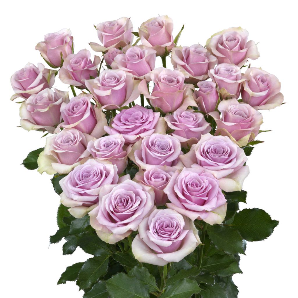 Leila® - Interplant Roses