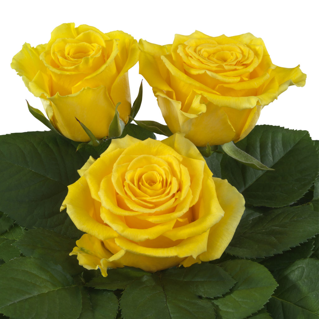 Bahama® - Interplant Roses