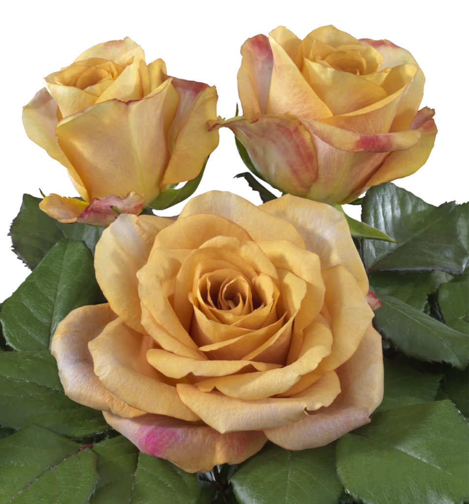 Symbol® - Interplant Roses