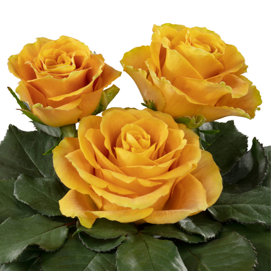 Heart of Gold® - Interplant Roses
