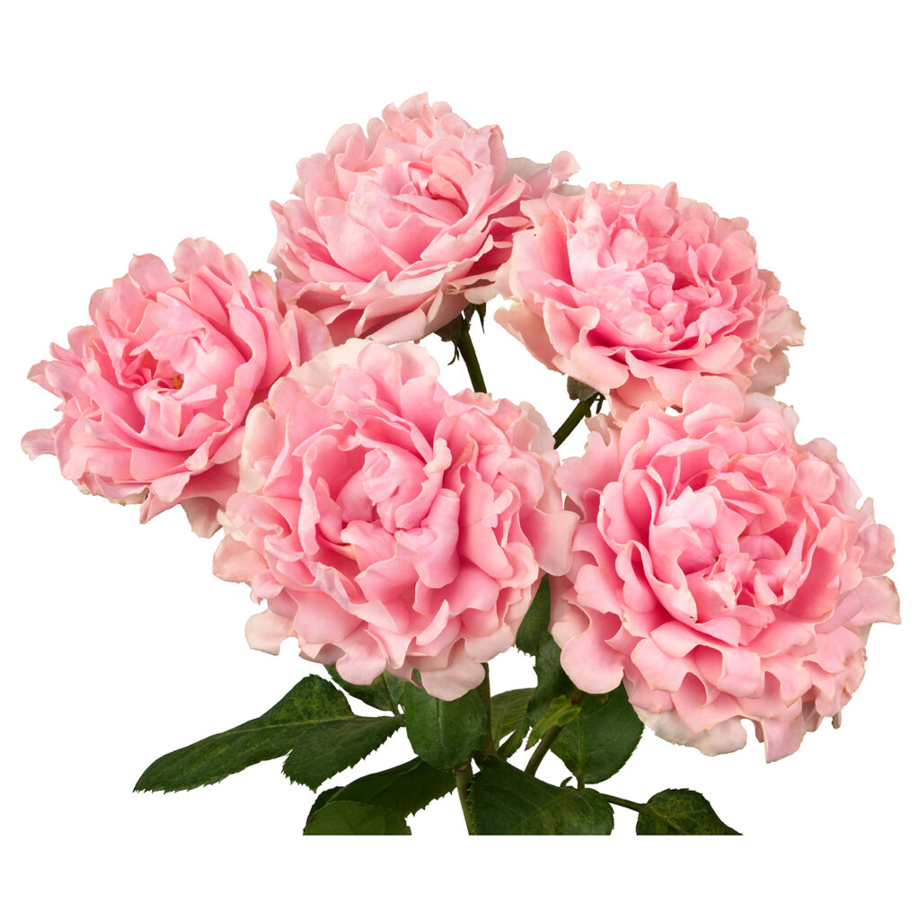 #Triumph® - Interplant Roses