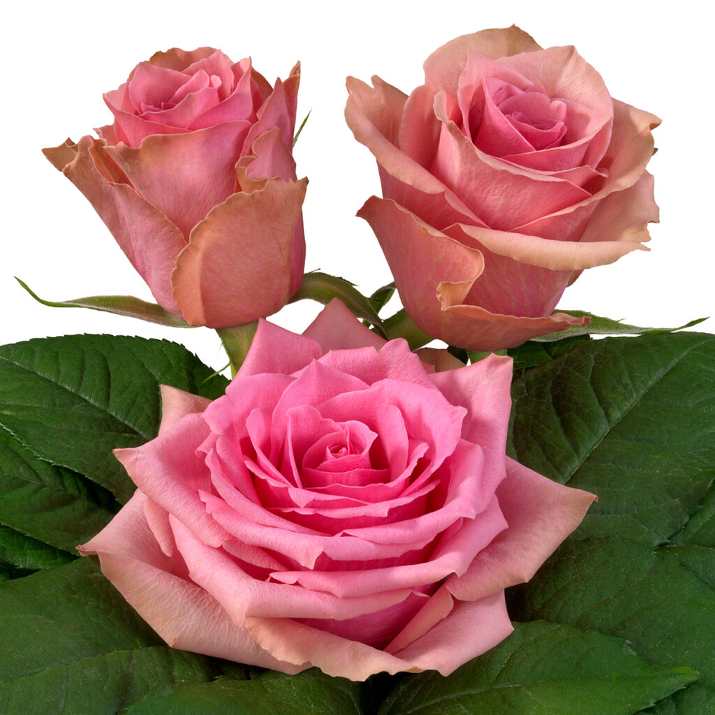 Rose Royce® - Interplant Roses