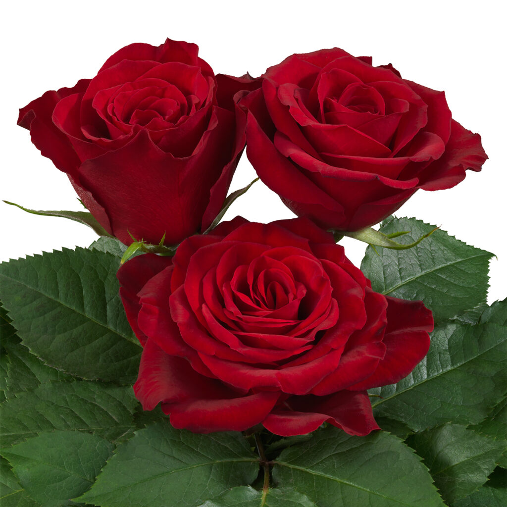 Boomer® - Interplant Roses