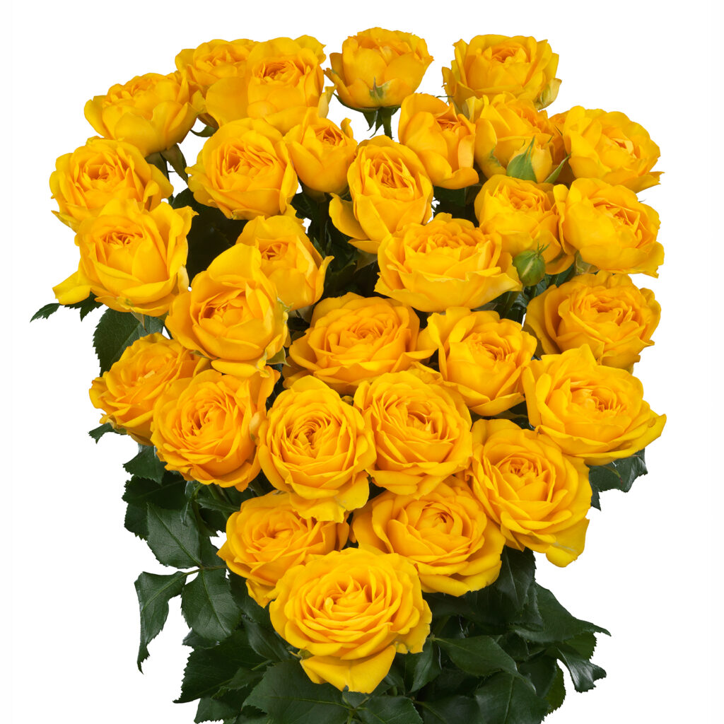 Mango Star® - Interplant Roses