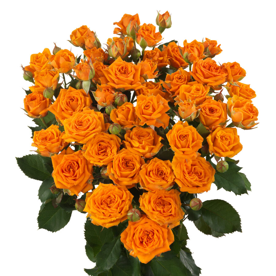 Orange Queen® - Interplant Roses