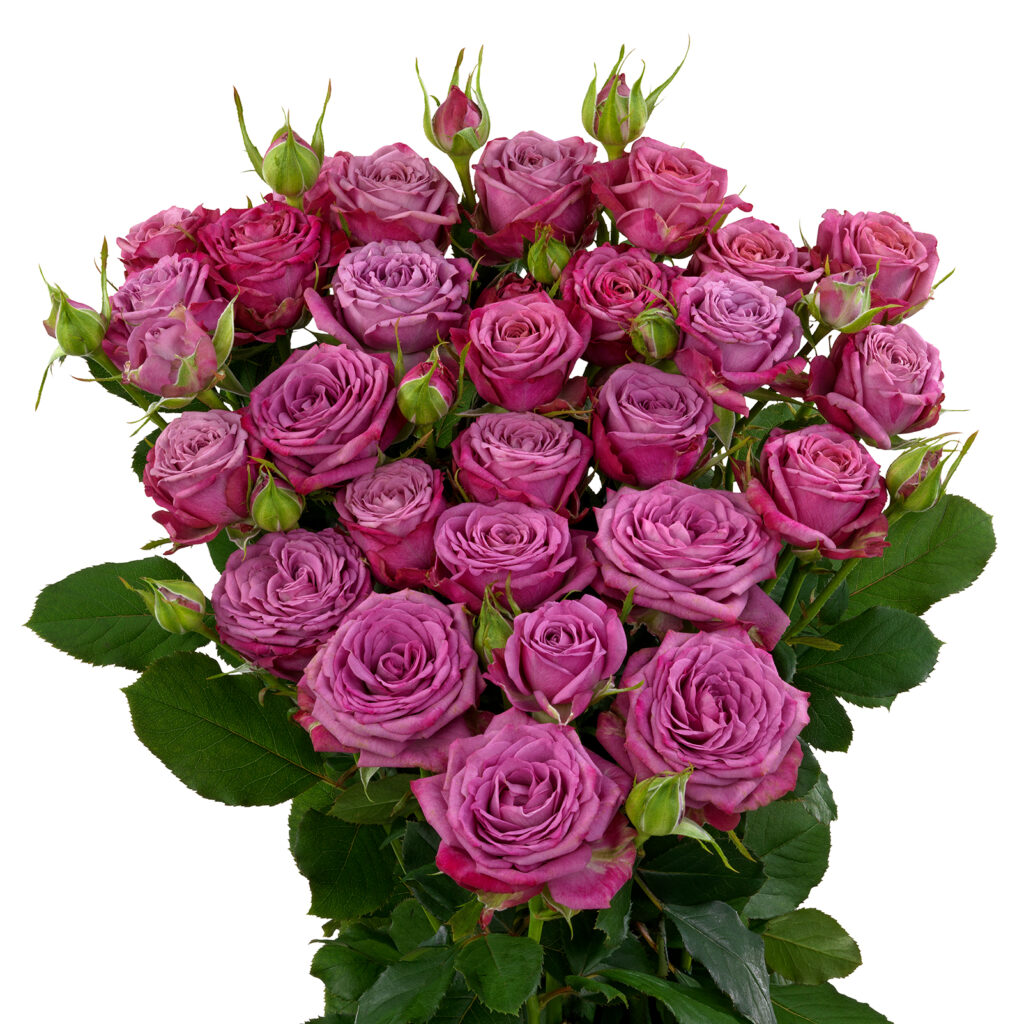 Purple Queen® - Interplant Roses