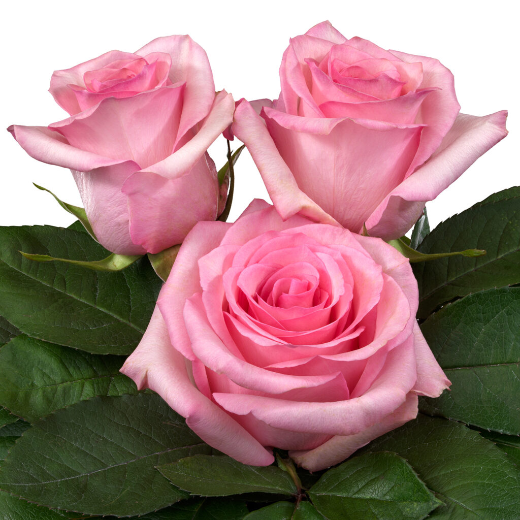 Jetset® - Interplant Roses