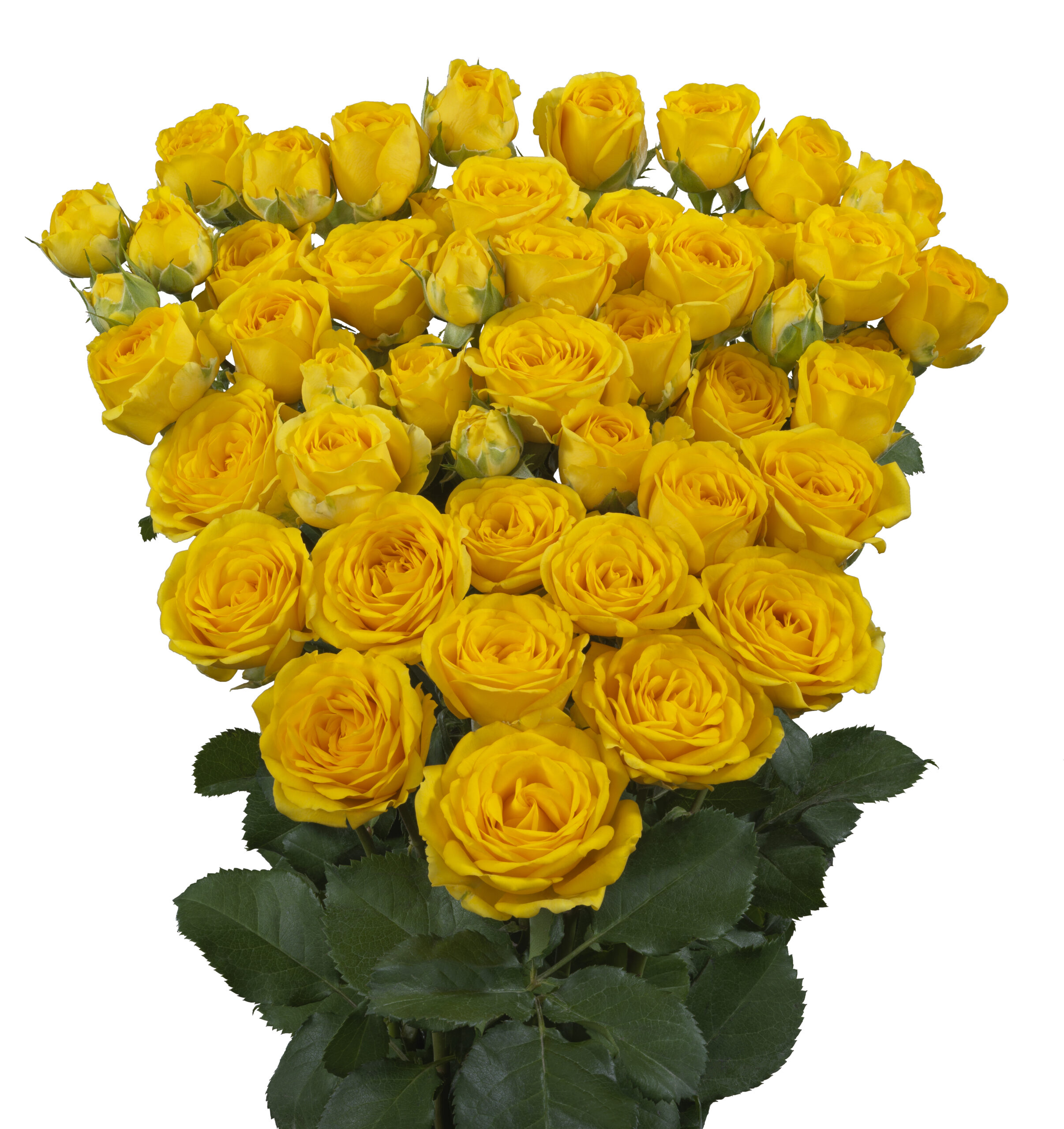 Ramona® - Interplant Roses