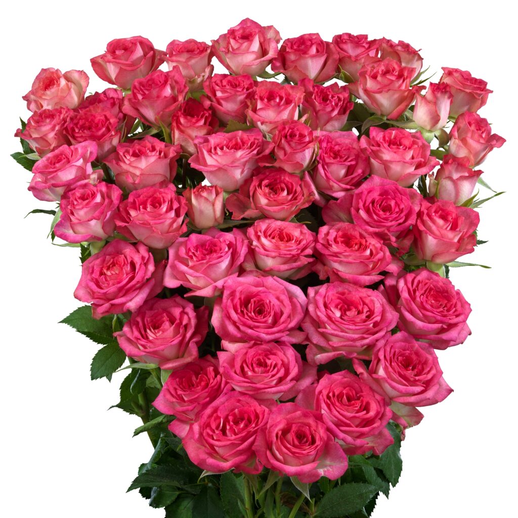 Sweet Julia® - Interplant Roses